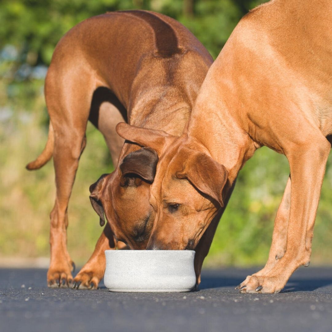 Laboni-Hundenapf-Rocky-gross-Hunde