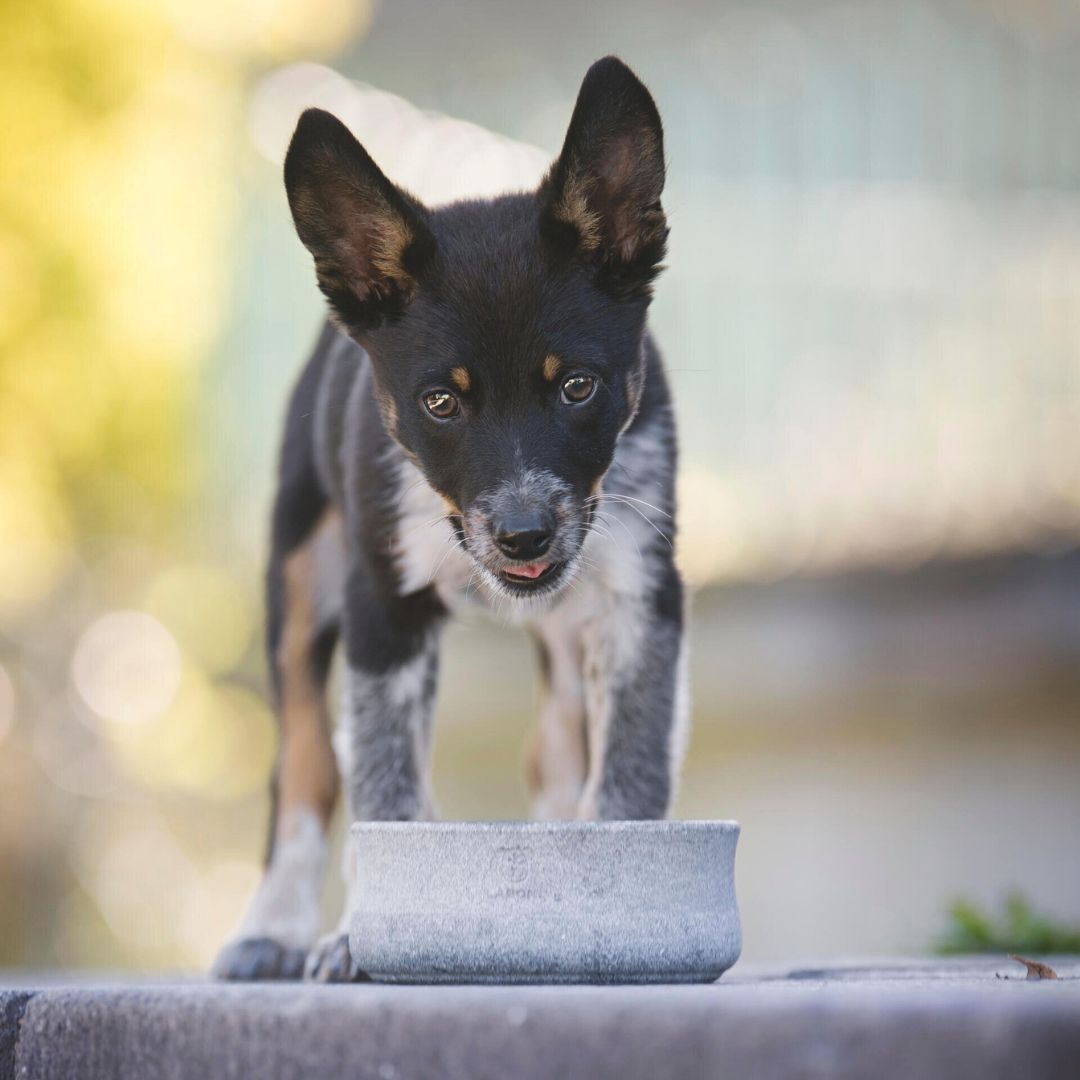 Laboni-Hundenapf-Rocky-klein-hund2