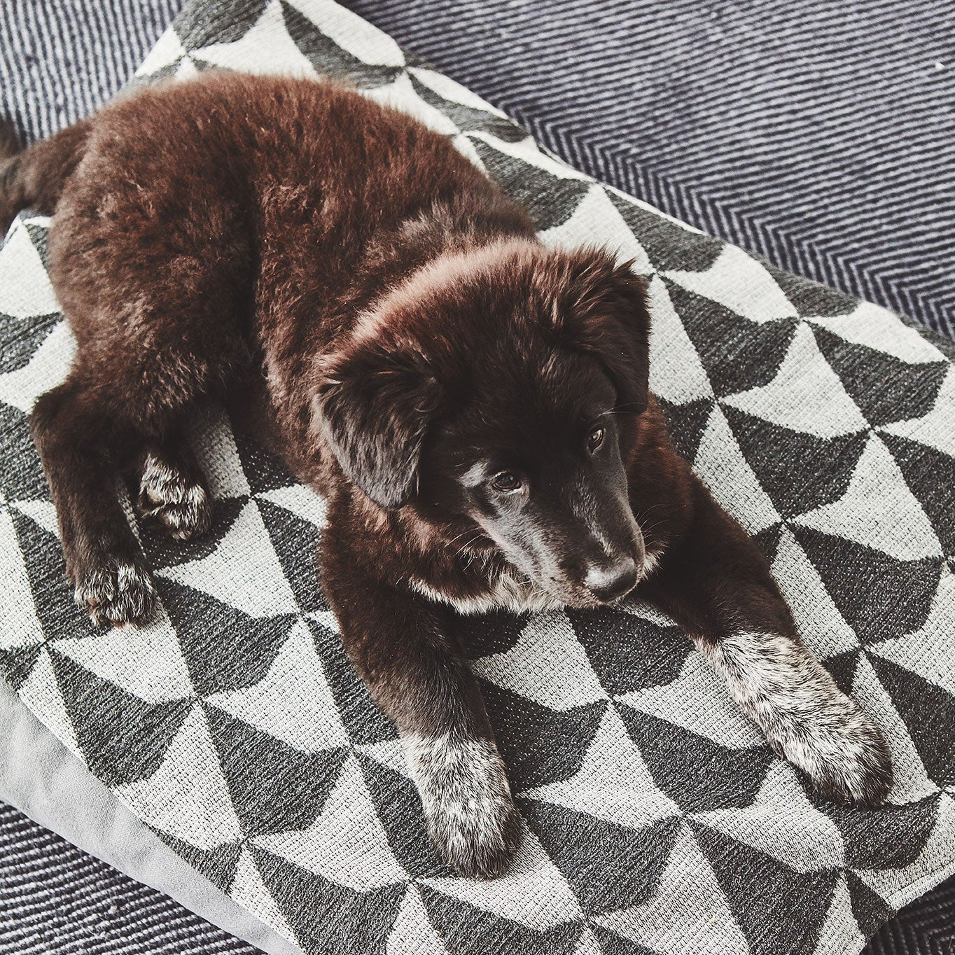 Cielo Hundedecke Anthrazit/Grau