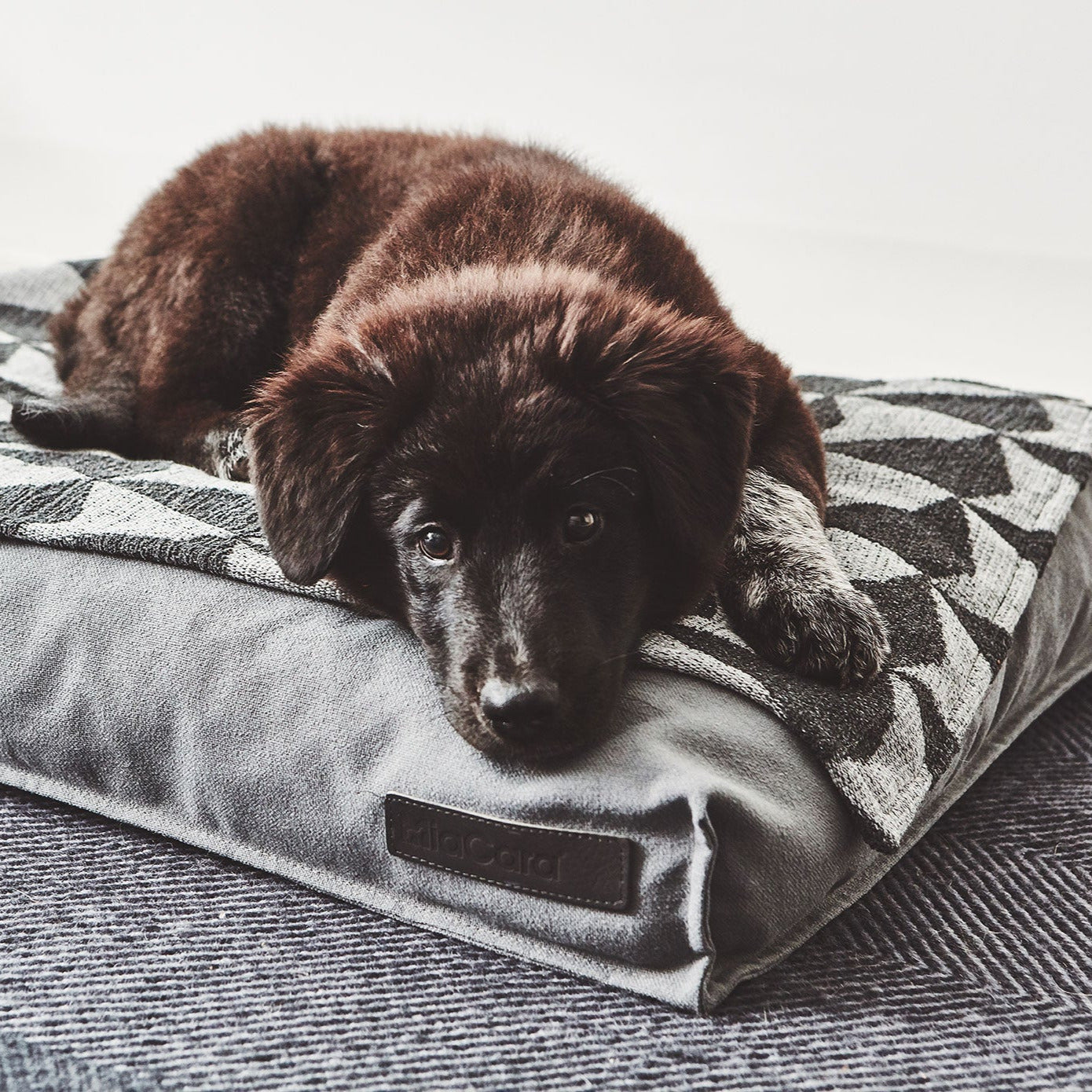 Cielo Hundedecke Anthrazit/Grau