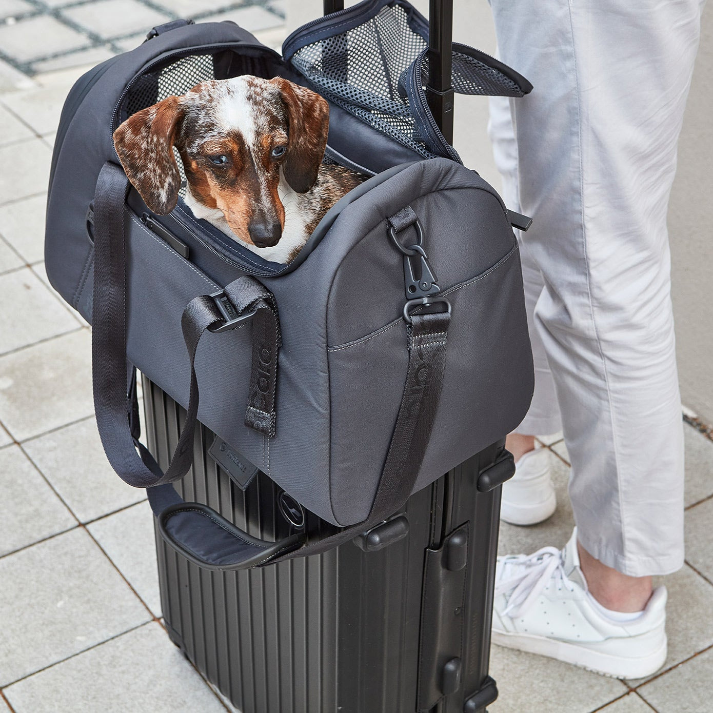 MiaCara-Flugreisetasche-Volata-Asphalt-Hund