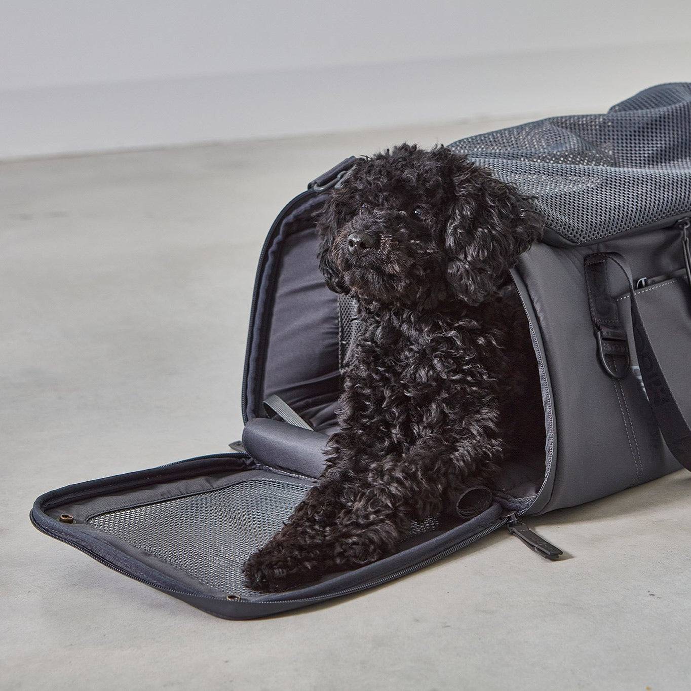 MiaCara-Flugreisetasche-Volata-Asphalt-Hund3