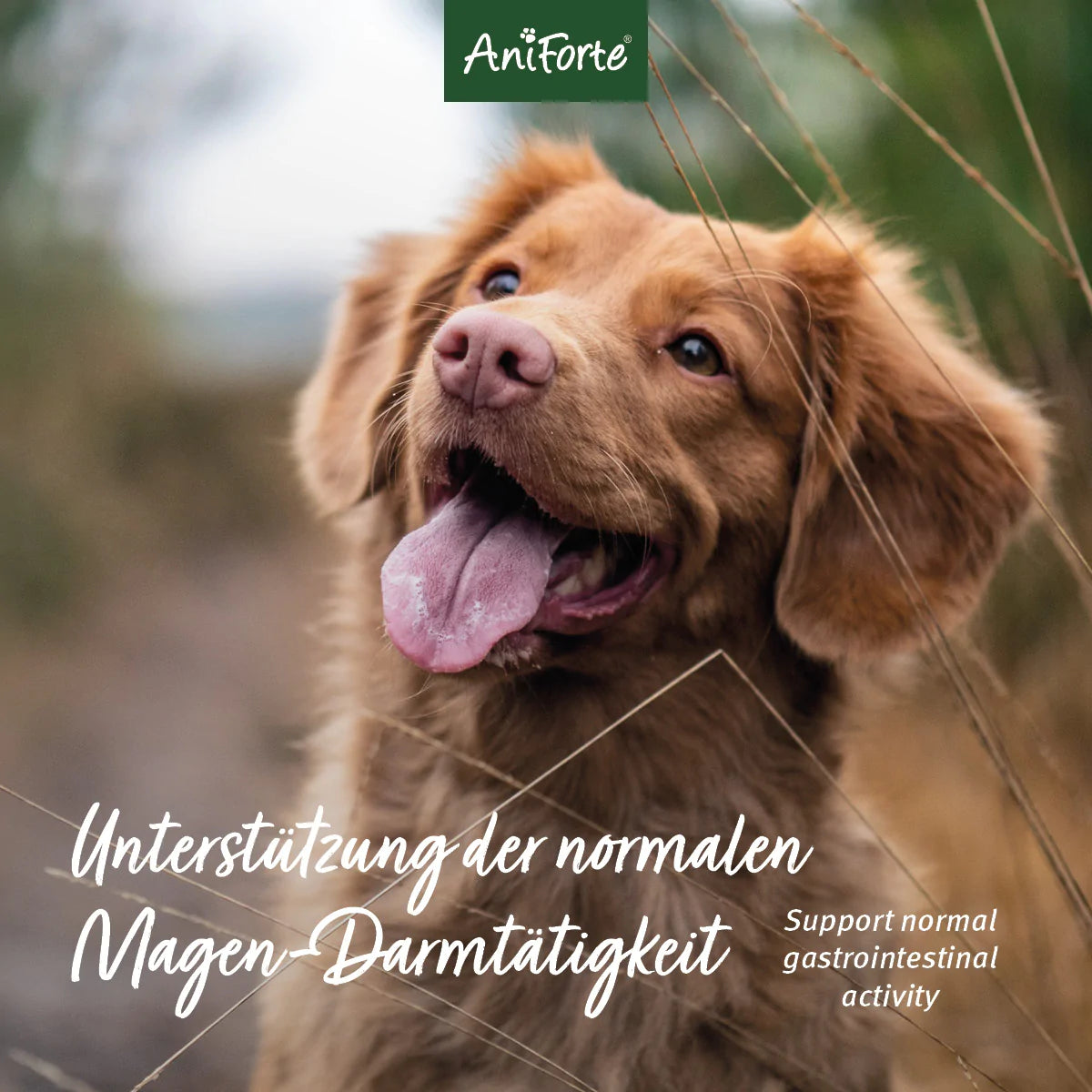 Aniforte-Flohsamenschalen-Mood