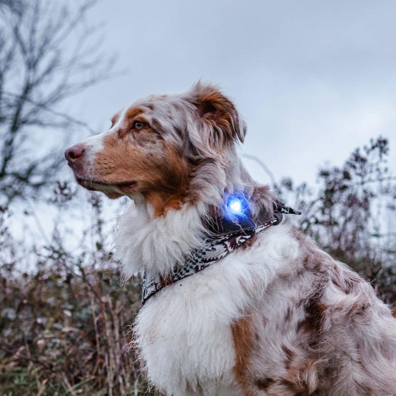 Orbiloc-Dog-Dual-Sicherheitslicht-Blau-Blue-Hund