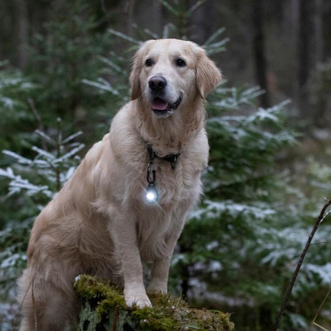 Orbiloc-Dog-Dual-Sicherheitslicht-Dark-Hund