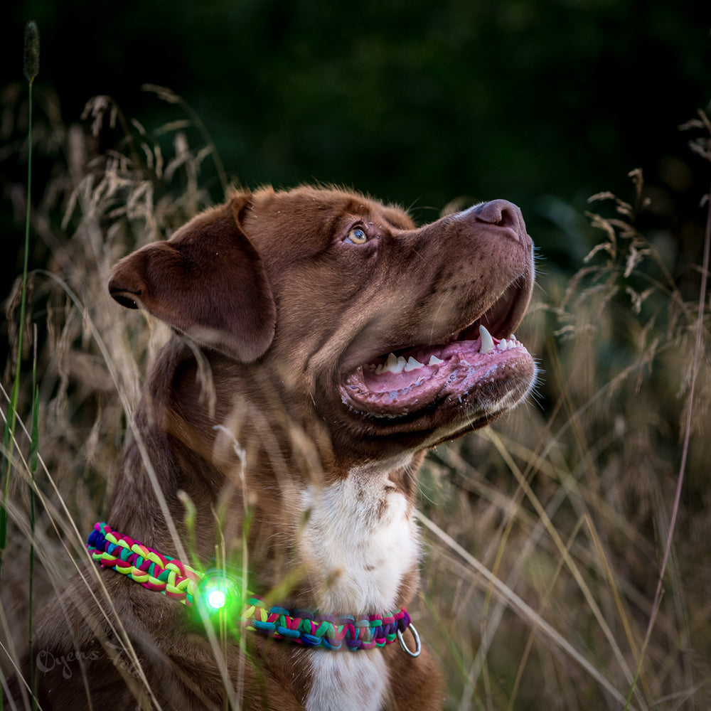 Orbiloc-Dog-Dual-Sicherheitslicht-Green-Hund