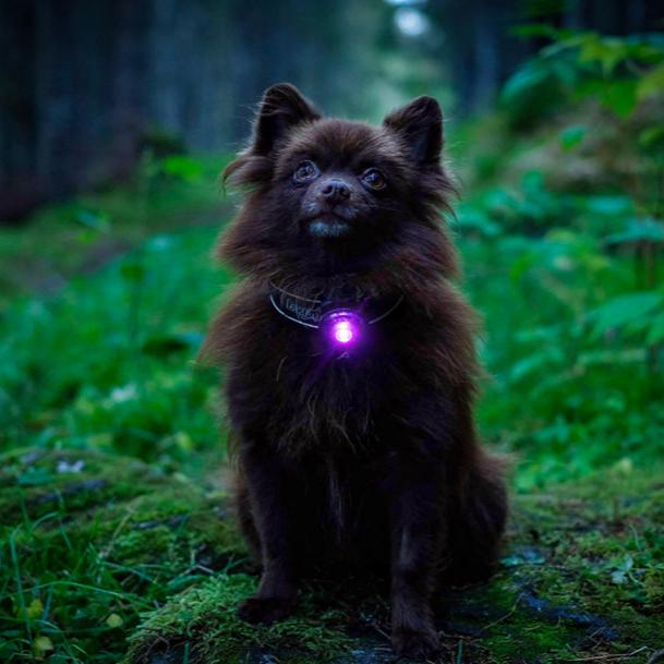 Orbiloc-Dog-Dual-Sicherheitslicht-Purple-Hund