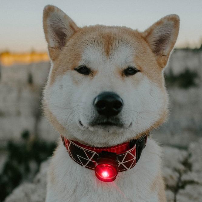 Orbiloc-Dog-Dual-Sicherheitslicht-Red-Hund