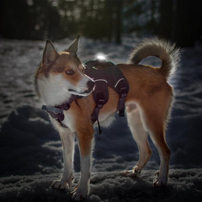 Orbiloc-Dog-Dual-Sicherheitslicht-White-Hund