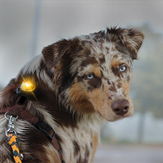 Orbiloc-Dog-Dual-Sicherheitslicht-Yellow-Hund