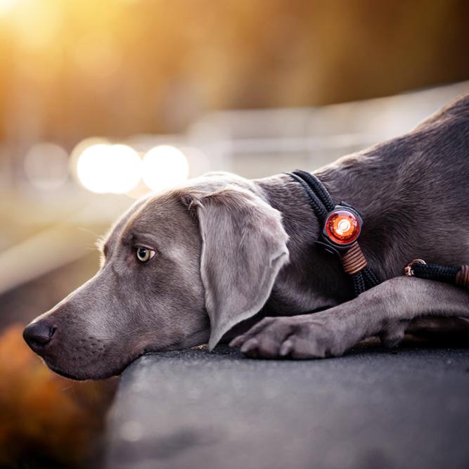 Orbiloc-Sicherheitslicht-Dog-Dual-Amber-Hund