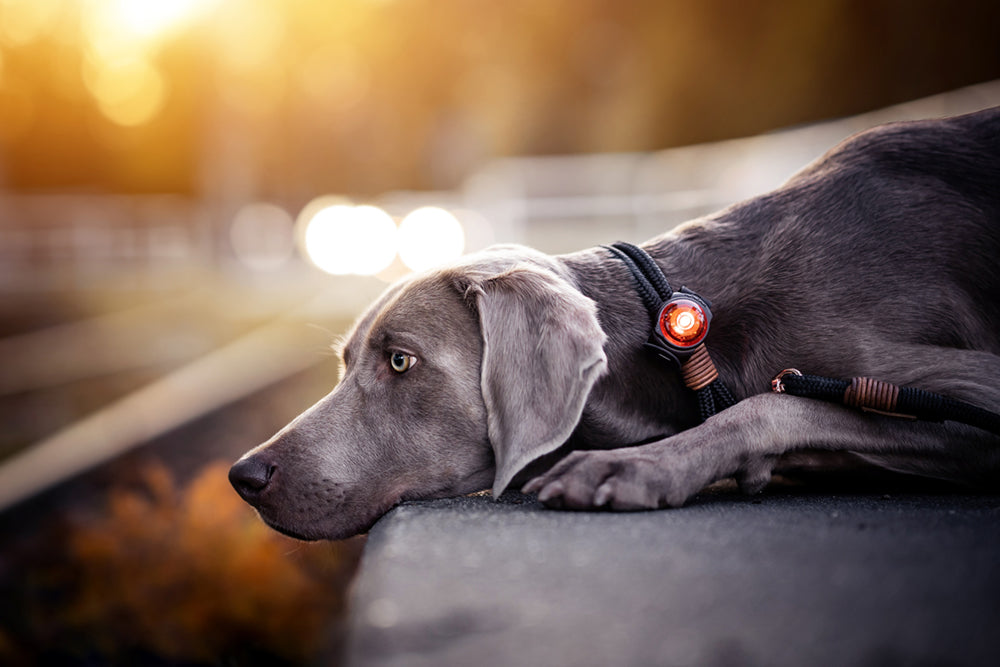 Orbiloc-Sicherheitslicht-Dog-Dual-Amber-Hund