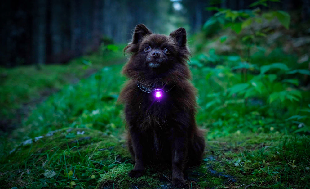 Orbiloc-Dog-Dual-Sicherheitslicht-Purple-Hund