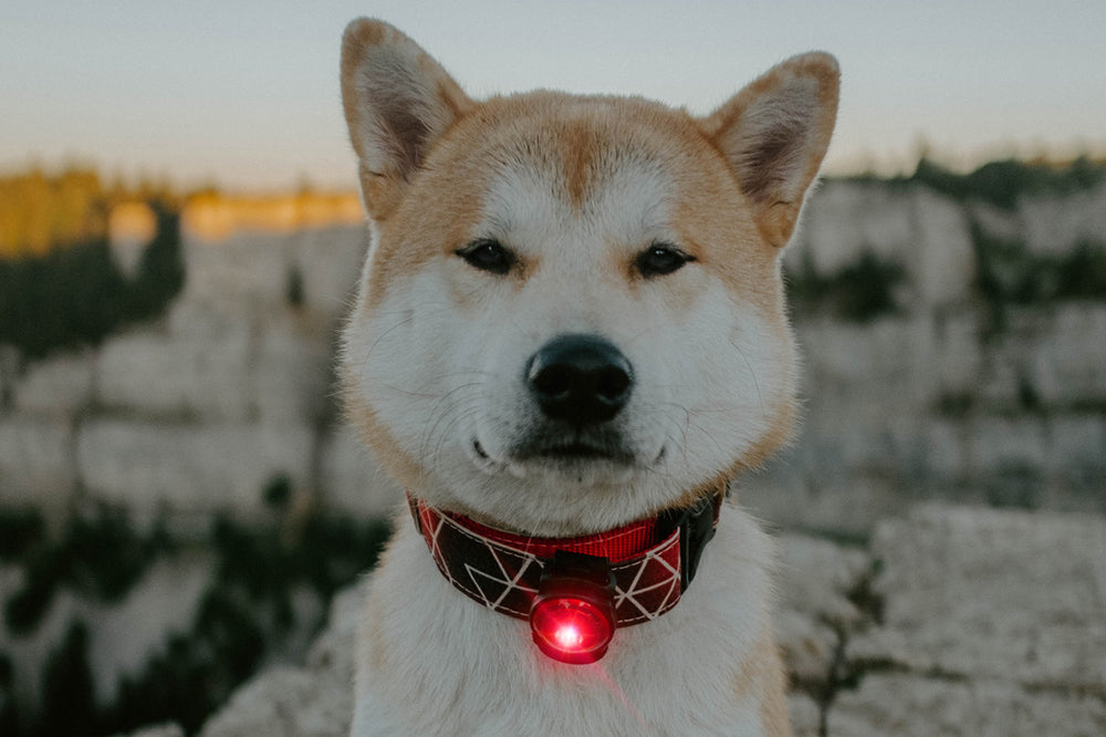 Orbiloc-Dog-Dual-Sicherheitslicht--Rot-Hund