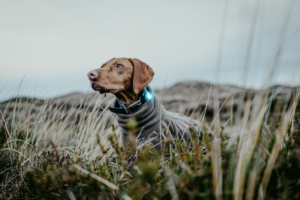 Orbiloc-Dog-Dual-Sicherheitslicht-turquoise-türkis-hund