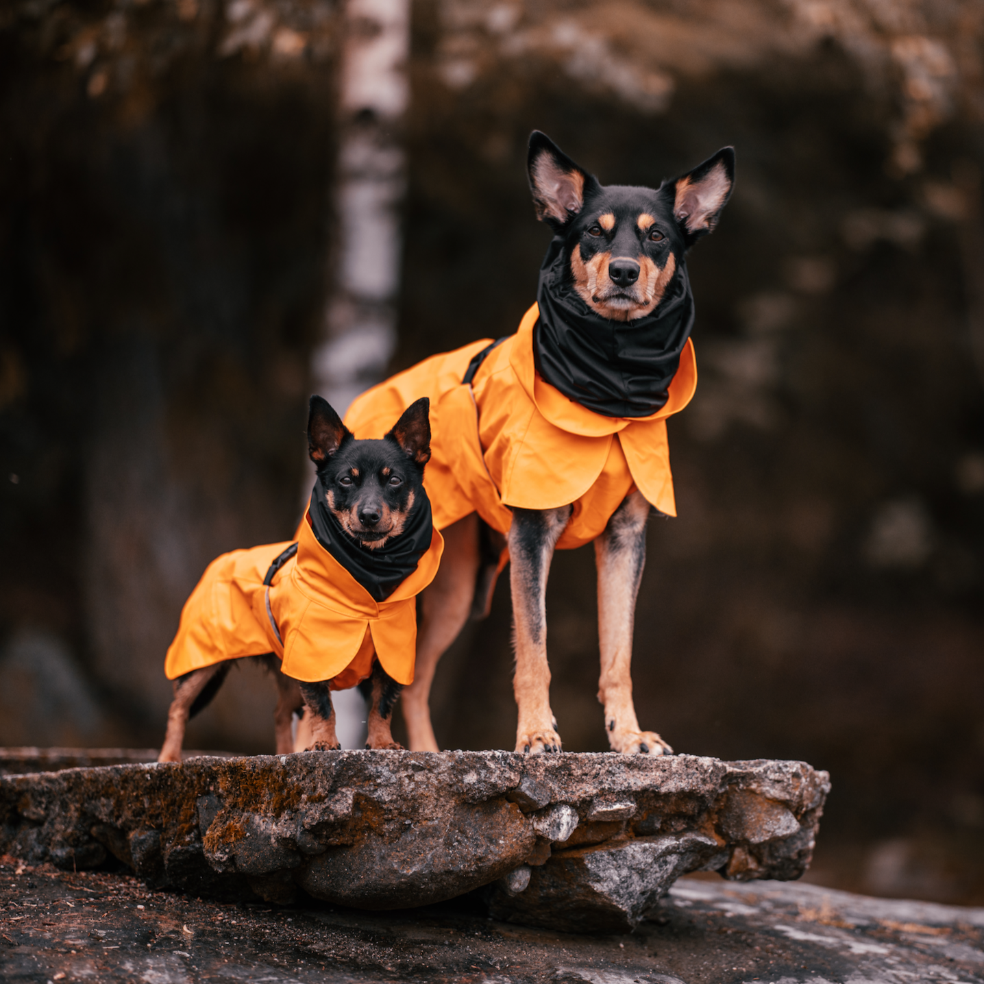 Paikka-Vollreflektierender-Regenmantel-Hunde-Orange