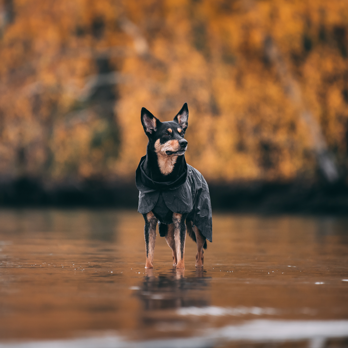 Paikka-vollreflektierender-Hunderegenmantel-Dark-hund