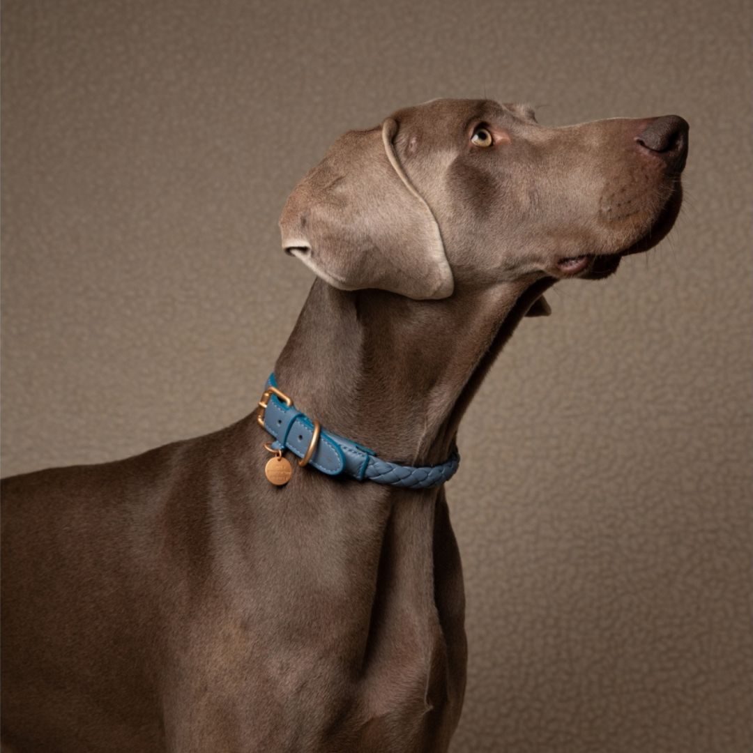 2.8-duepuntootto-ferdinando-hundehalsband-leather-collar-dusty-blue-Hund