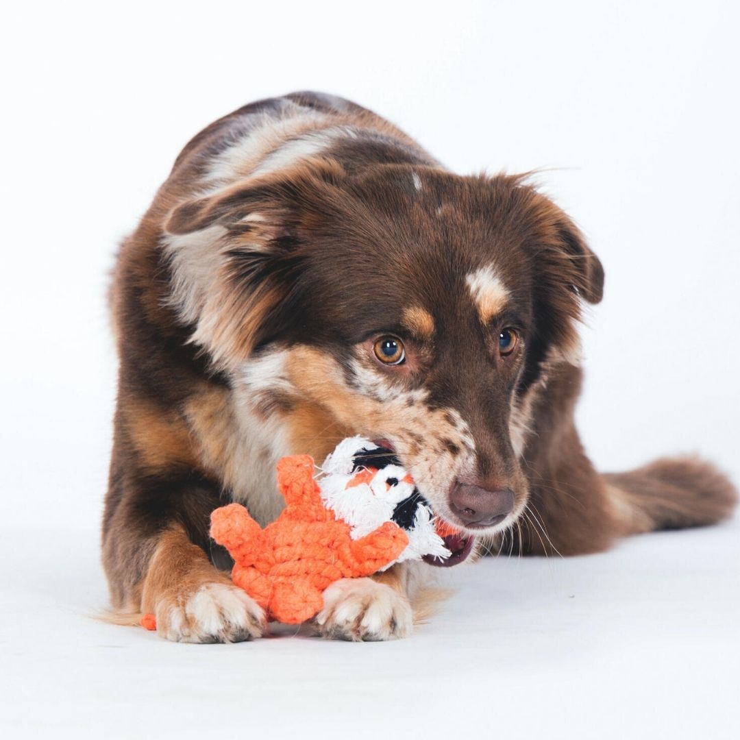 Laboni-Tauspielzeug-Timothy-Tiger-Orange-Hund