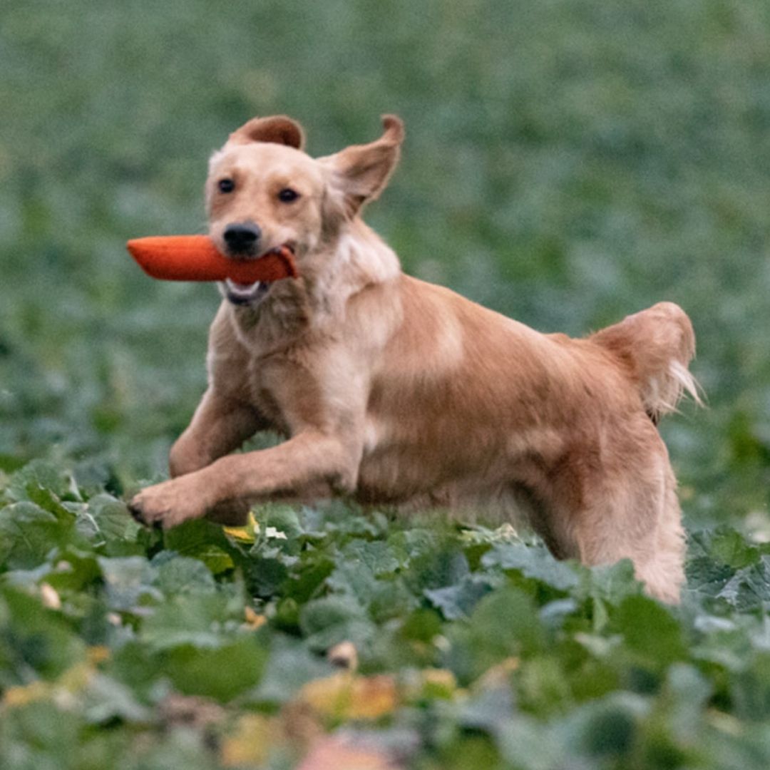 Romneys-Dummy-Junior-Hundetraining-orange-Hund