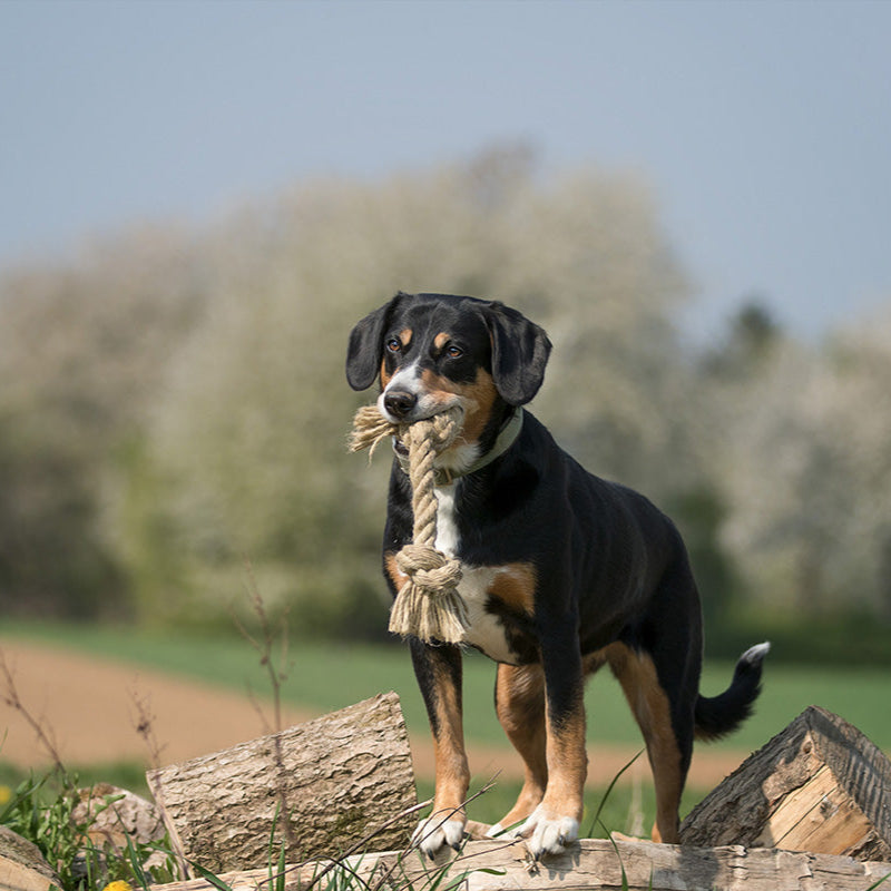 Treusinn-Spieltau-Bony-Hund