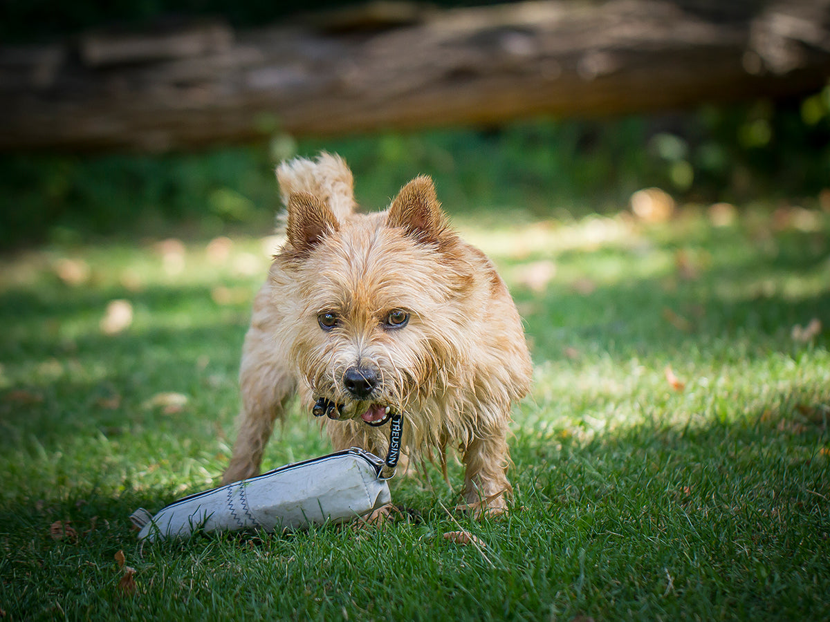 Treusinn-Futterdummy-Carry-Hund