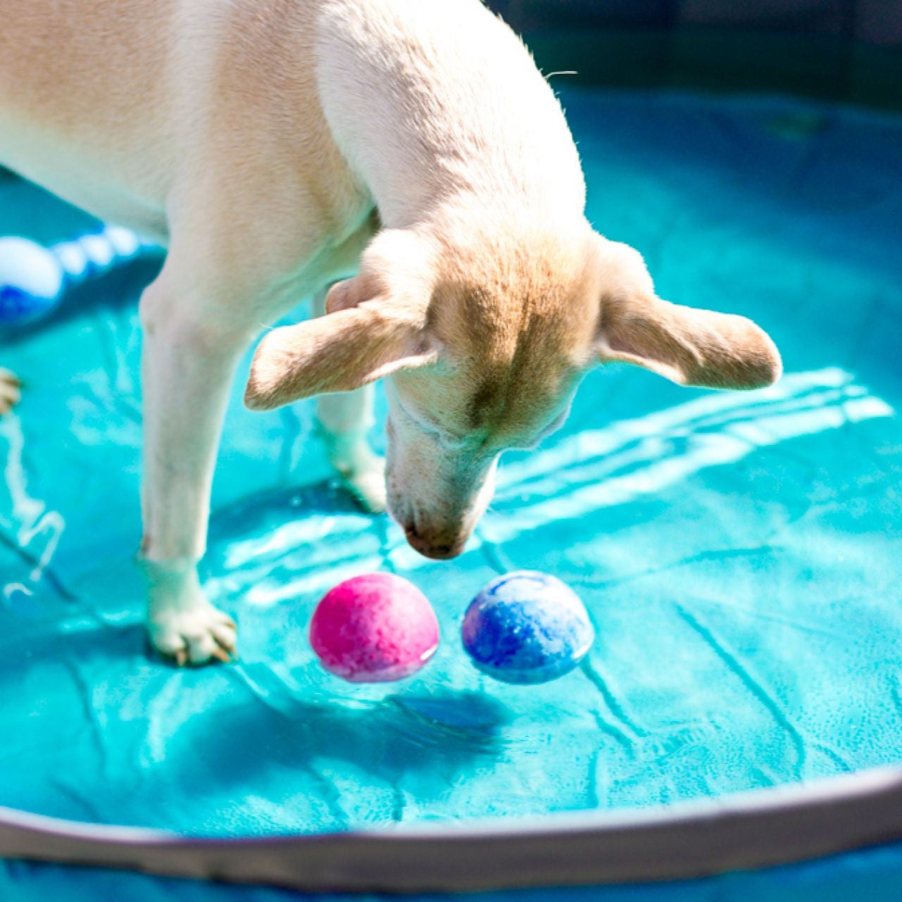 Wolters-Aqua-Fun-Ball-Hund