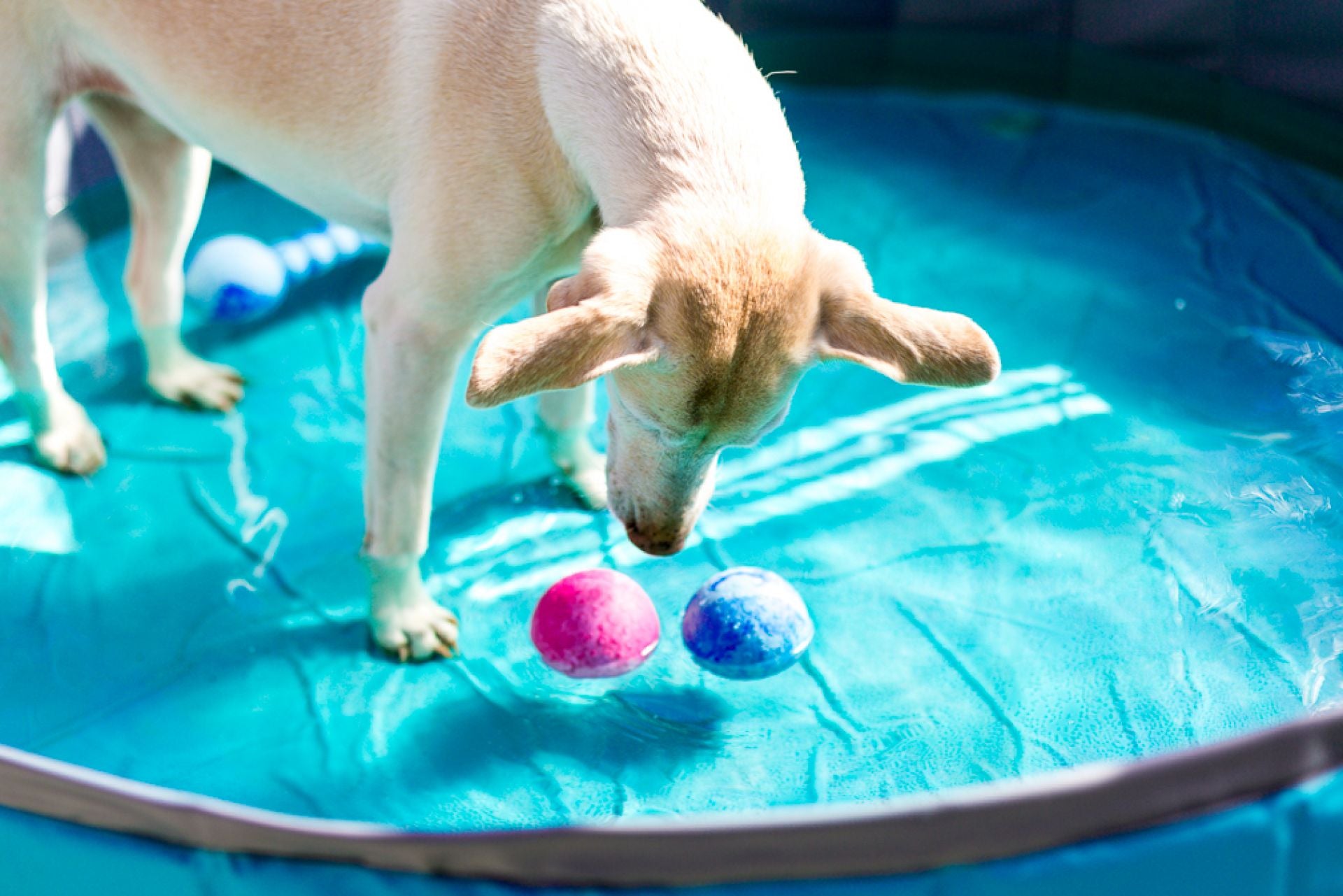 Wolters-Aqua-Fun-Ball-Hund
