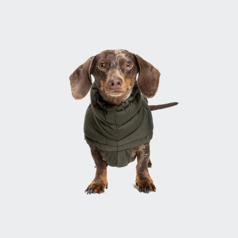 Cloud7-Dackelmantel-Winter-Alaska-Olive-Hund