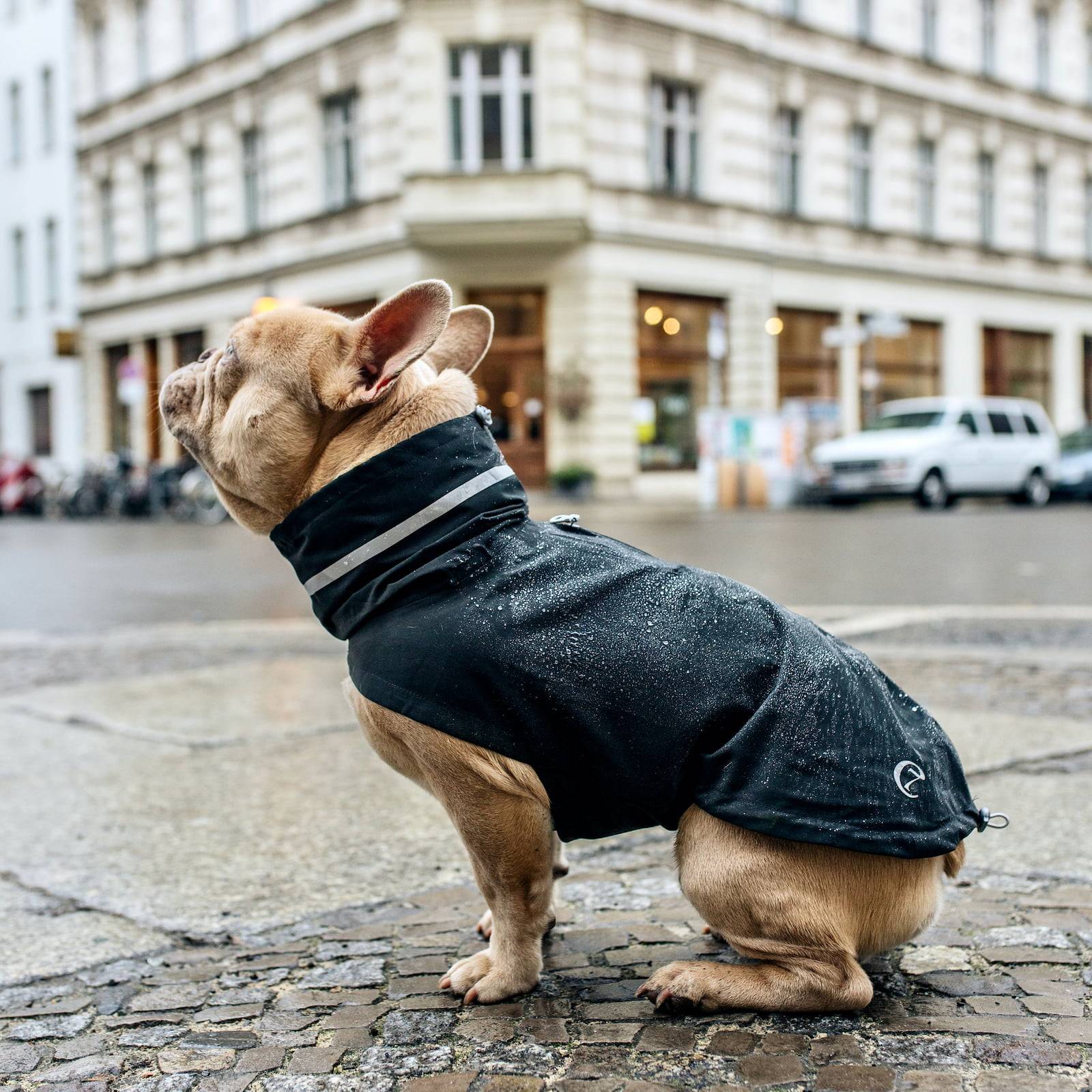 Hunderegenmantel-London-Französische-Bulldoggen-Cloud7-Slate-Hund