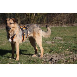 Hundegeschirr SAFETY schwarz/schwarz