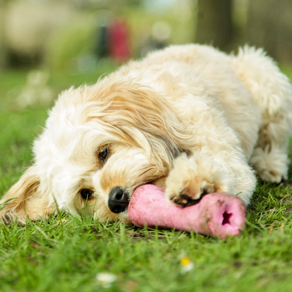 Beco-Bone-Pink-Hund