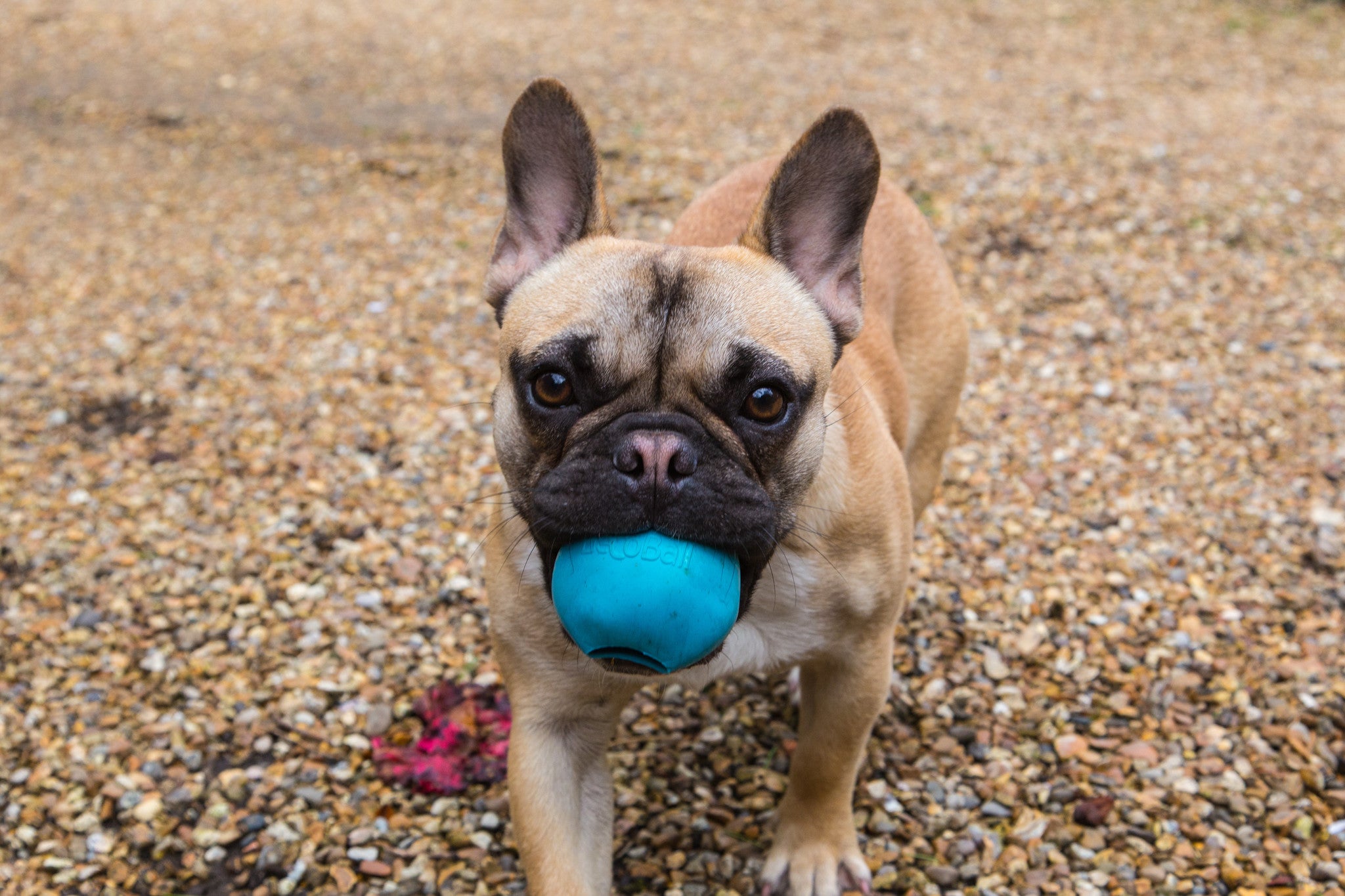 Beco Ball Blau