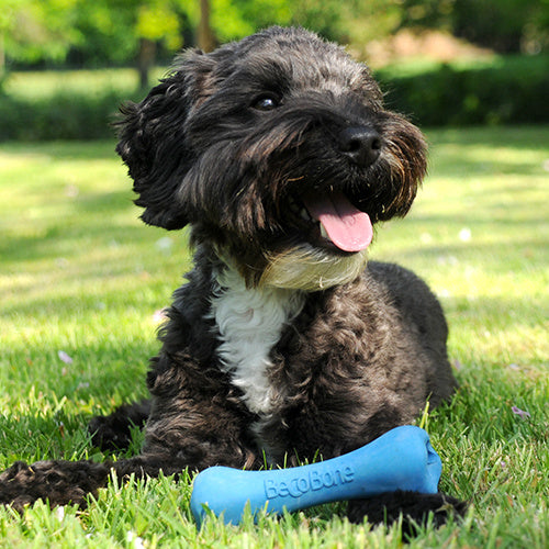 Beco-Bone-Blau-Hund