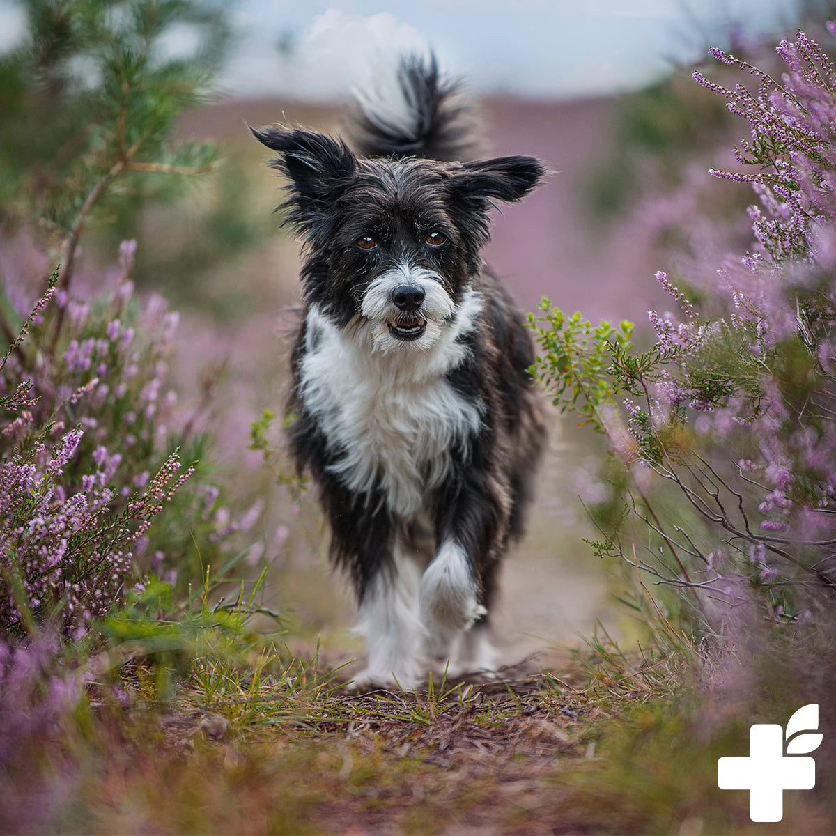 Reavet-Ohrentropfen-kollodiales-Silber-Hund