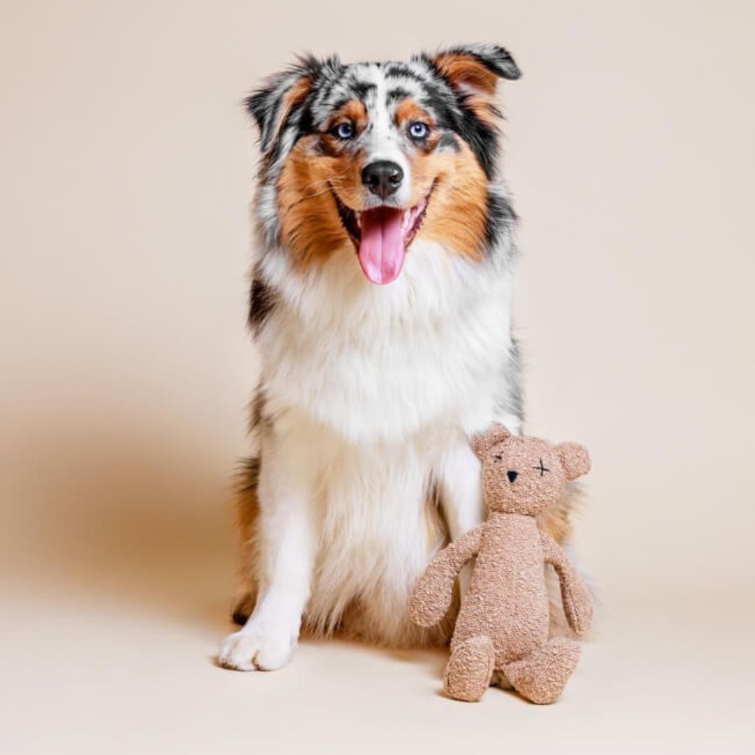 Hundespielzeug-Berty-Bear-Bär-Lillabel-Hund1