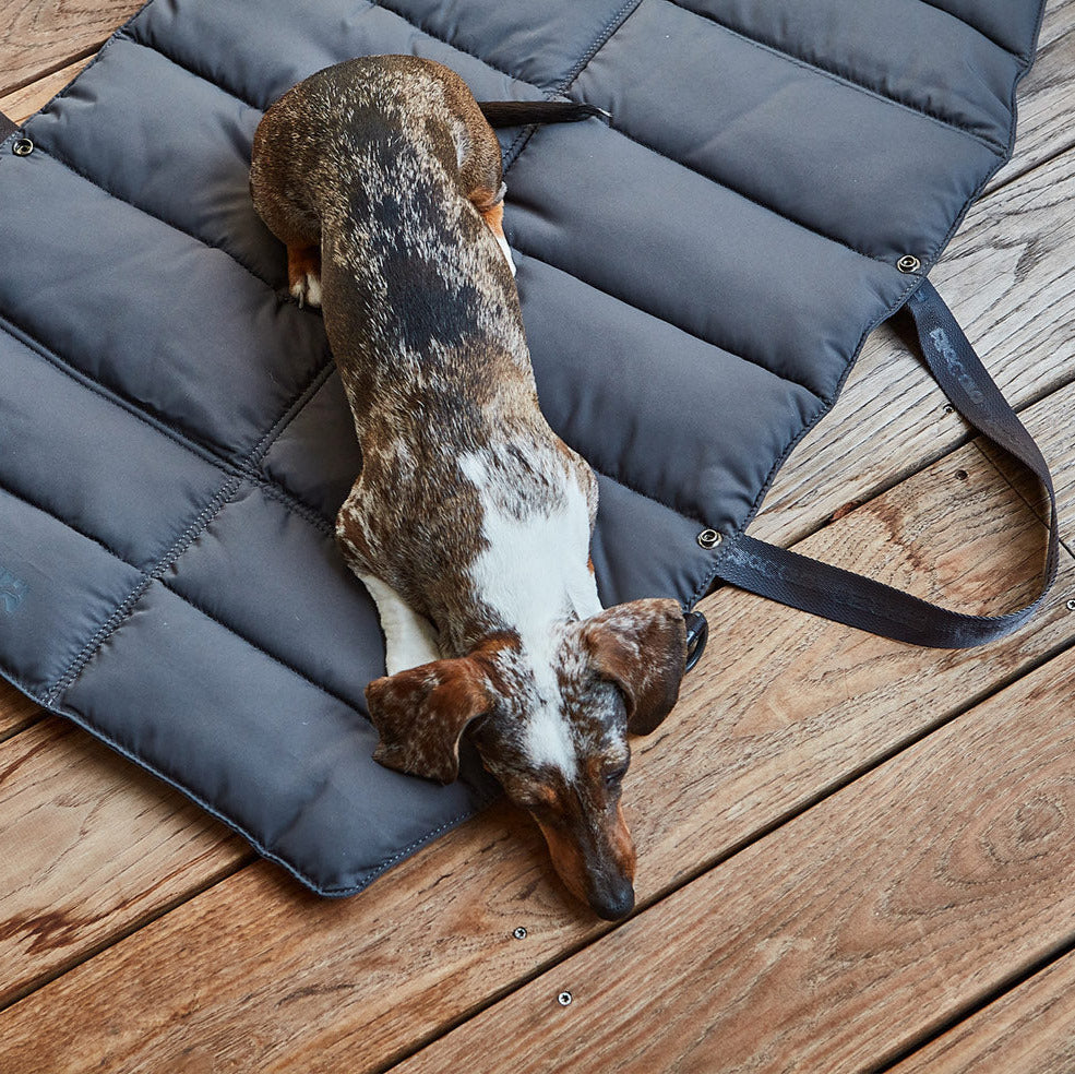 MiaCara-travelBed-Hundereisebett-Strada-Asphalt-Hund2