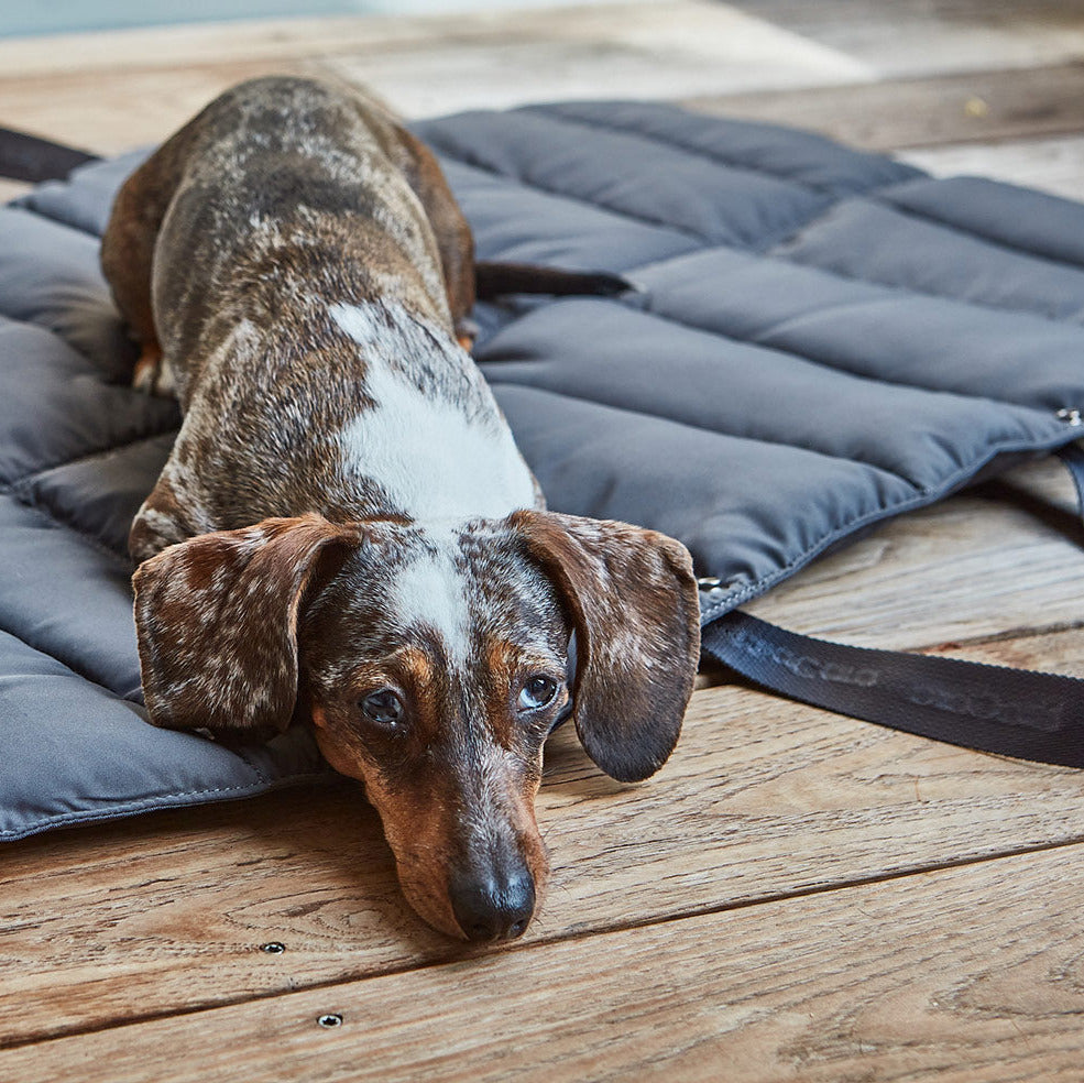 MiaCara-travelBed-Hundereisebett-Strada-Asphalt-Hund